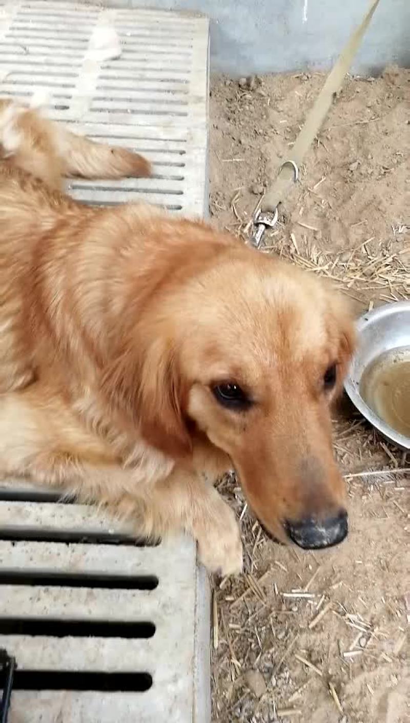 金毛犬拉布拉多德牧马犬等各种名犬