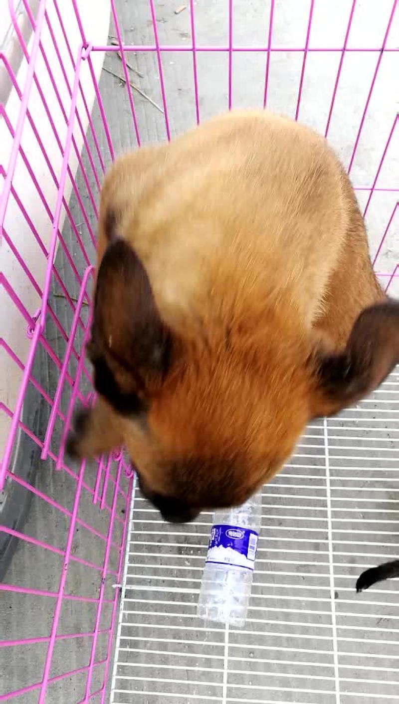 金毛犬拉布拉多德牧马犬等各种名犬