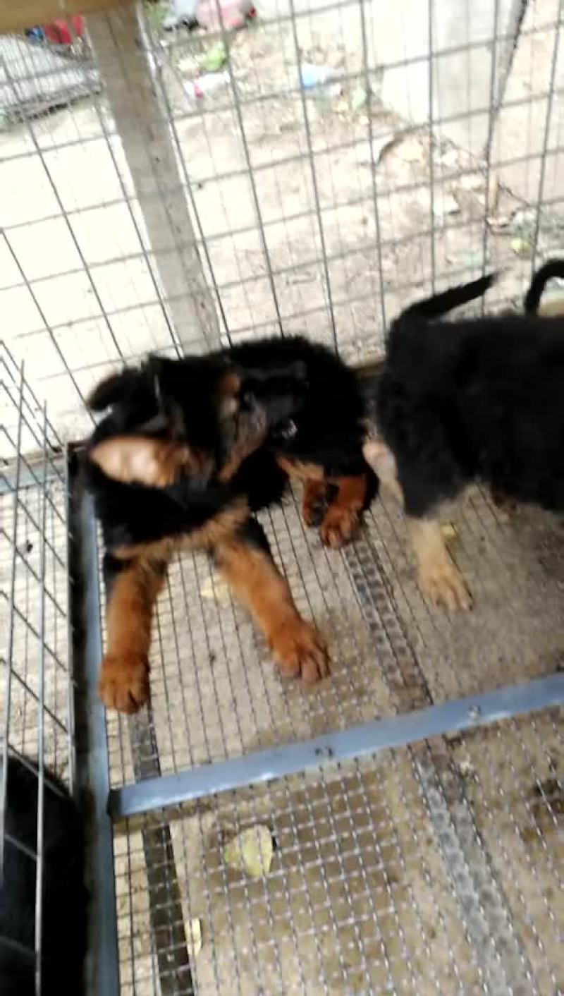 金毛犬拉布拉多德牧马犬等各种名犬