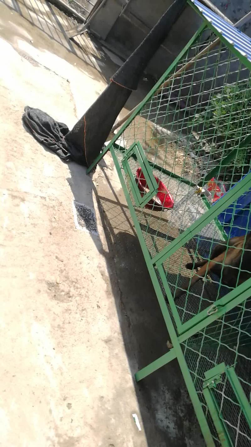 金毛犬拉布拉多德牧马犬等各种名犬