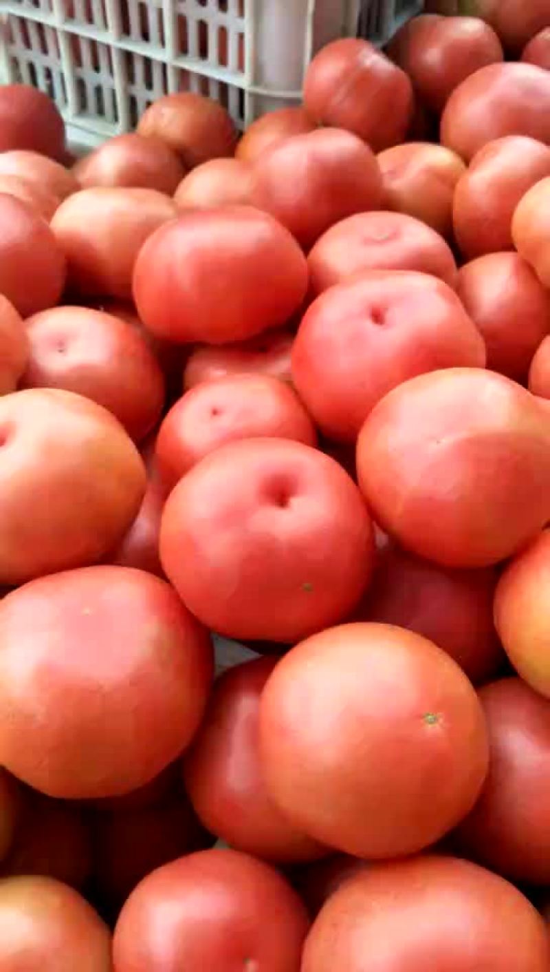 硬粉