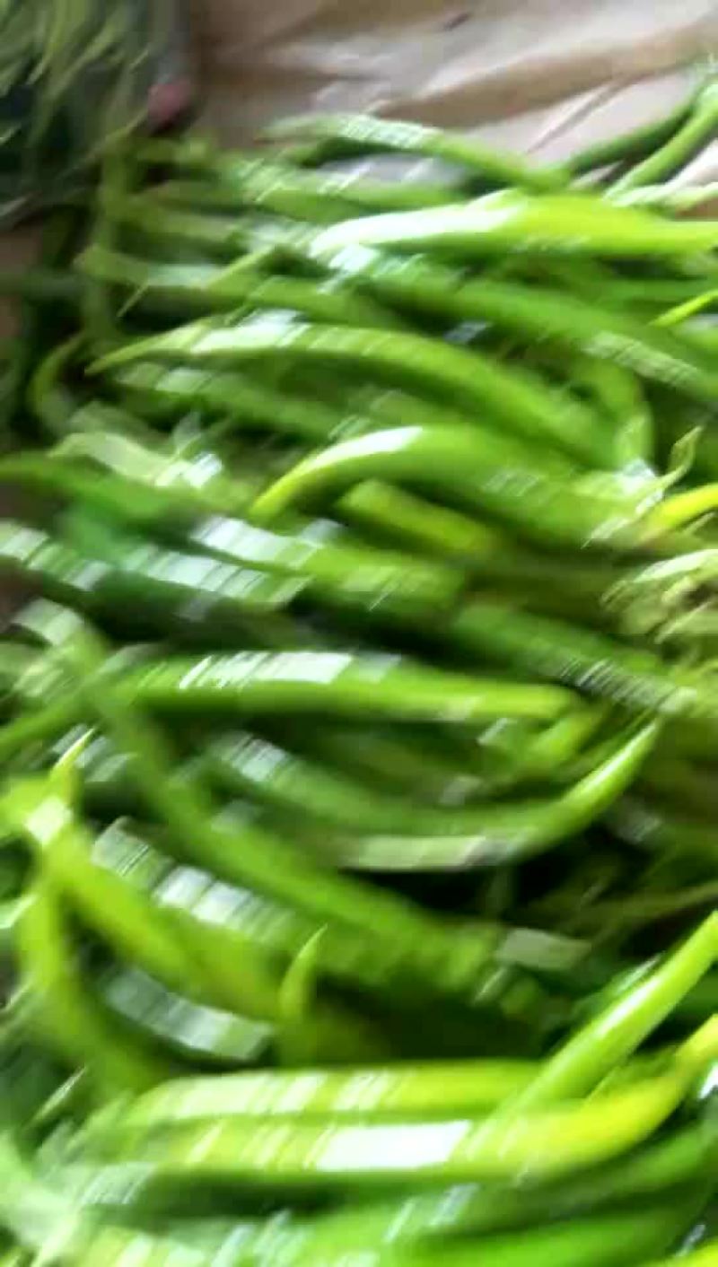 硬粉