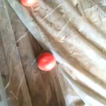 硬粉