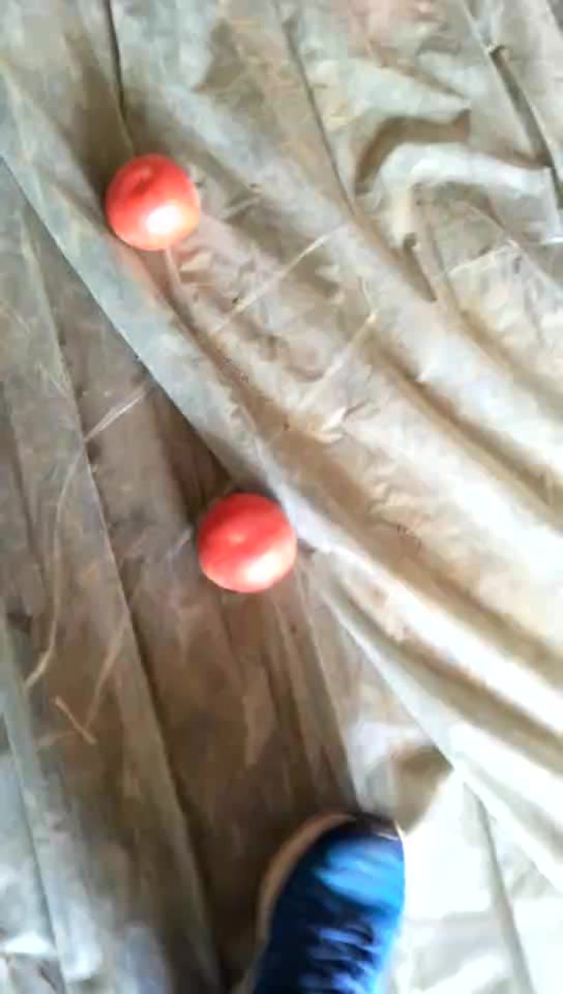 硬粉