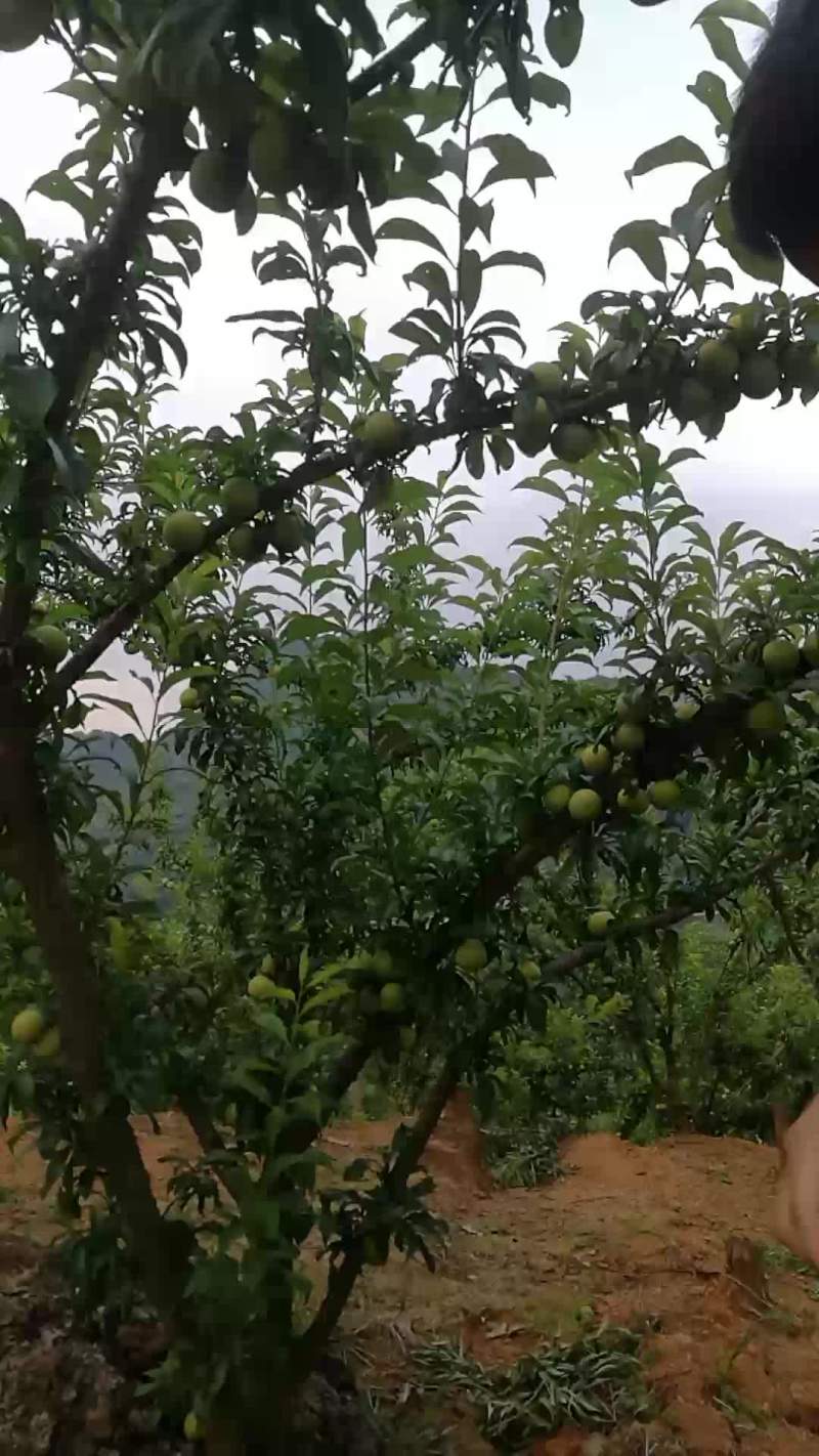 四月李，
