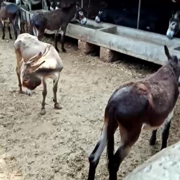 毛驴