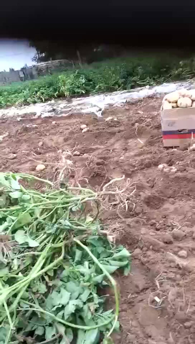 土豆