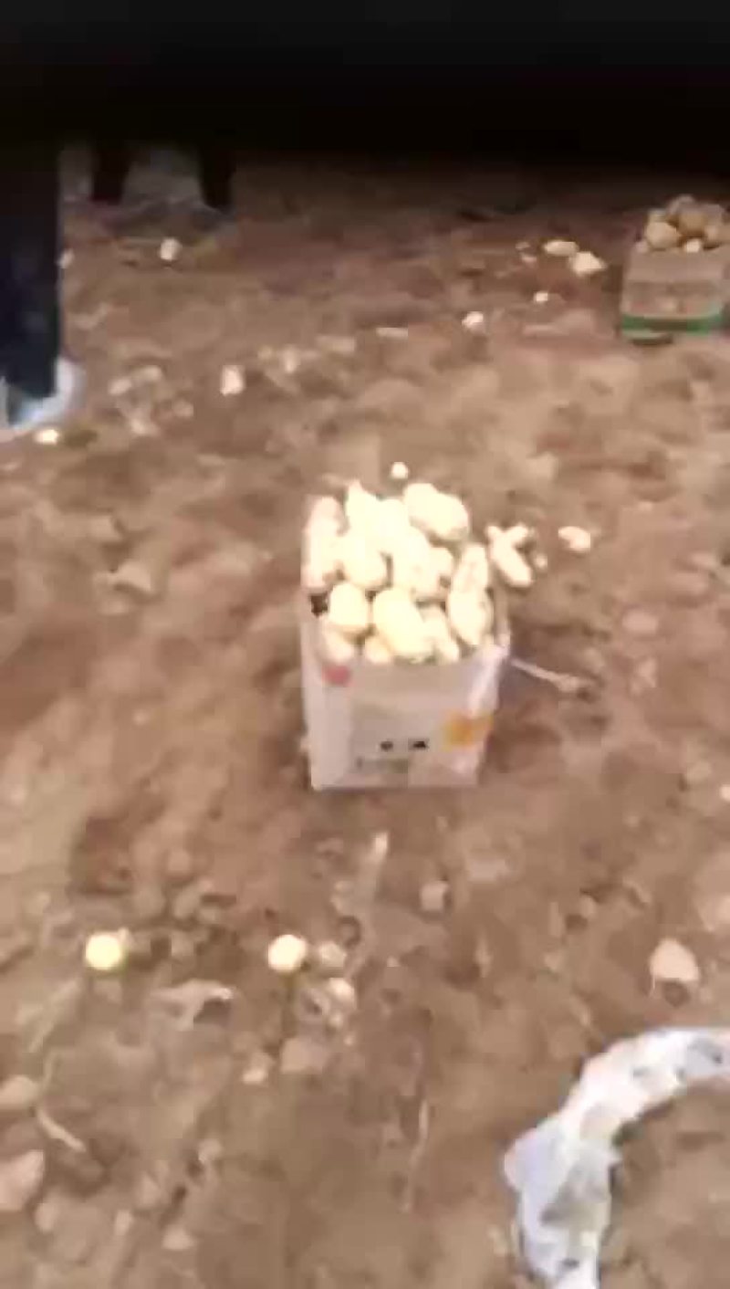 土豆