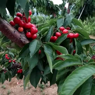 红灯樱桃