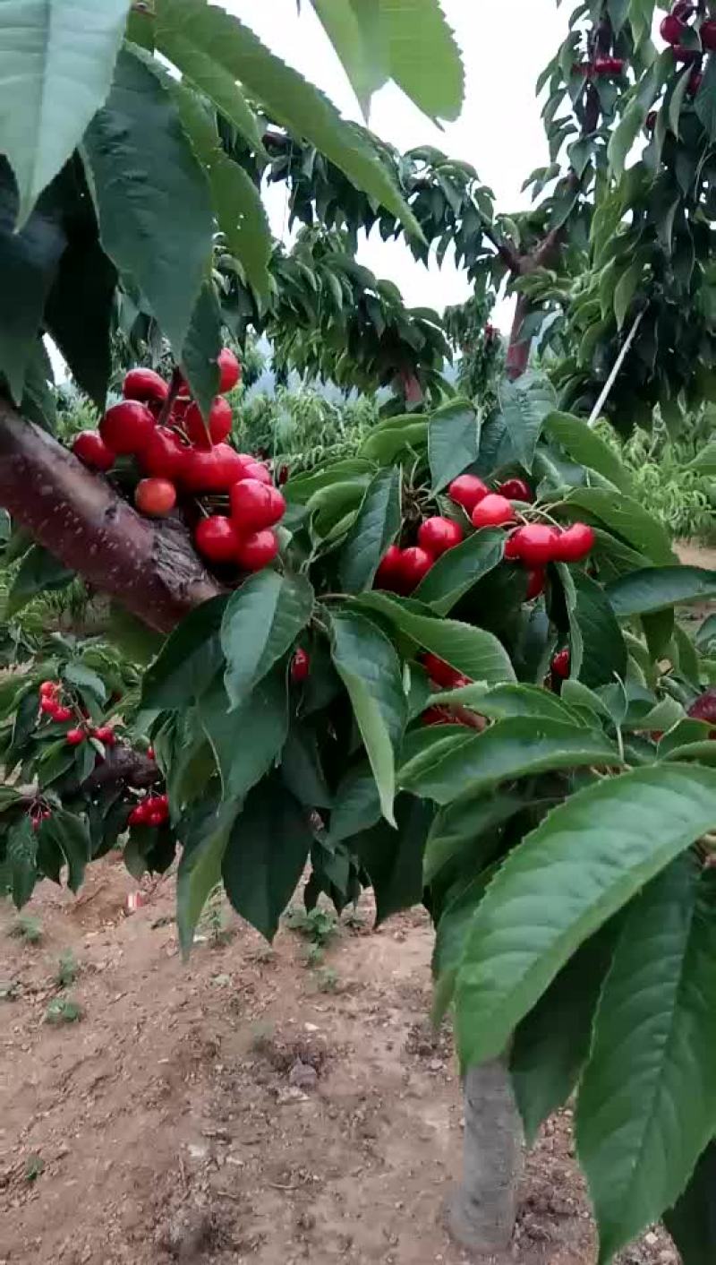 红灯樱桃