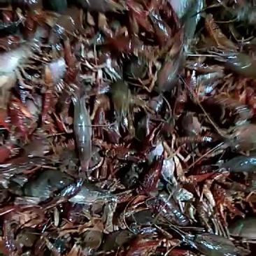 4-6钱红小龙虾