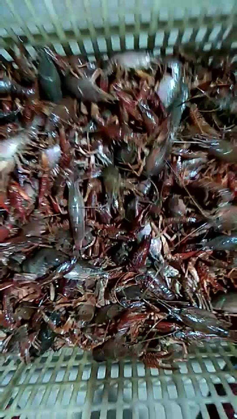 4-6钱红小龙虾
