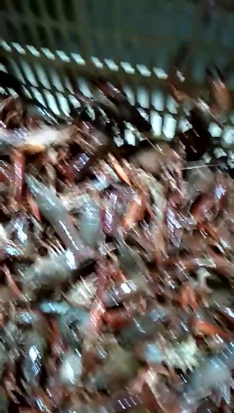 4-6钱红小龙虾