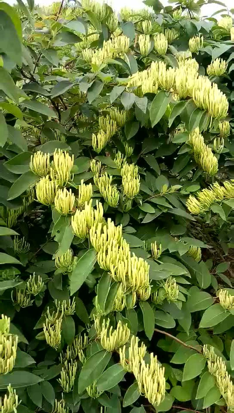 摘金银花