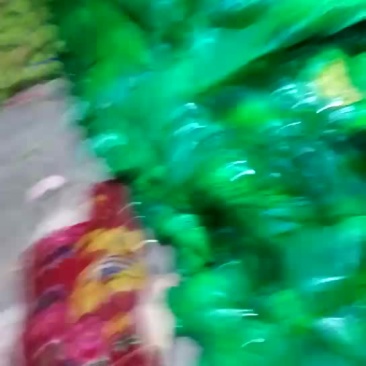精品蒜苔现货，低价出售，价格美丽