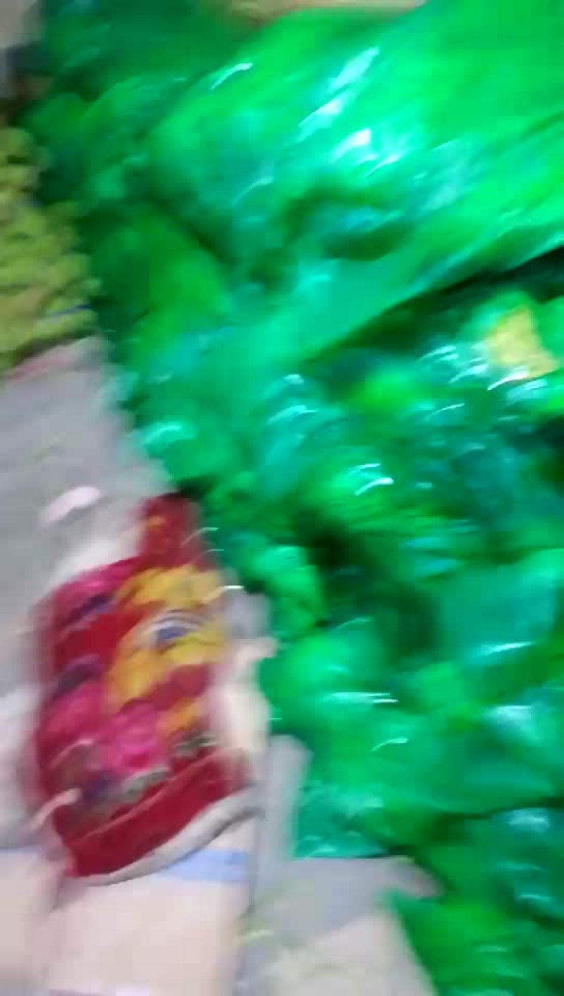 精品蒜苔现货，低价出售，价格美丽