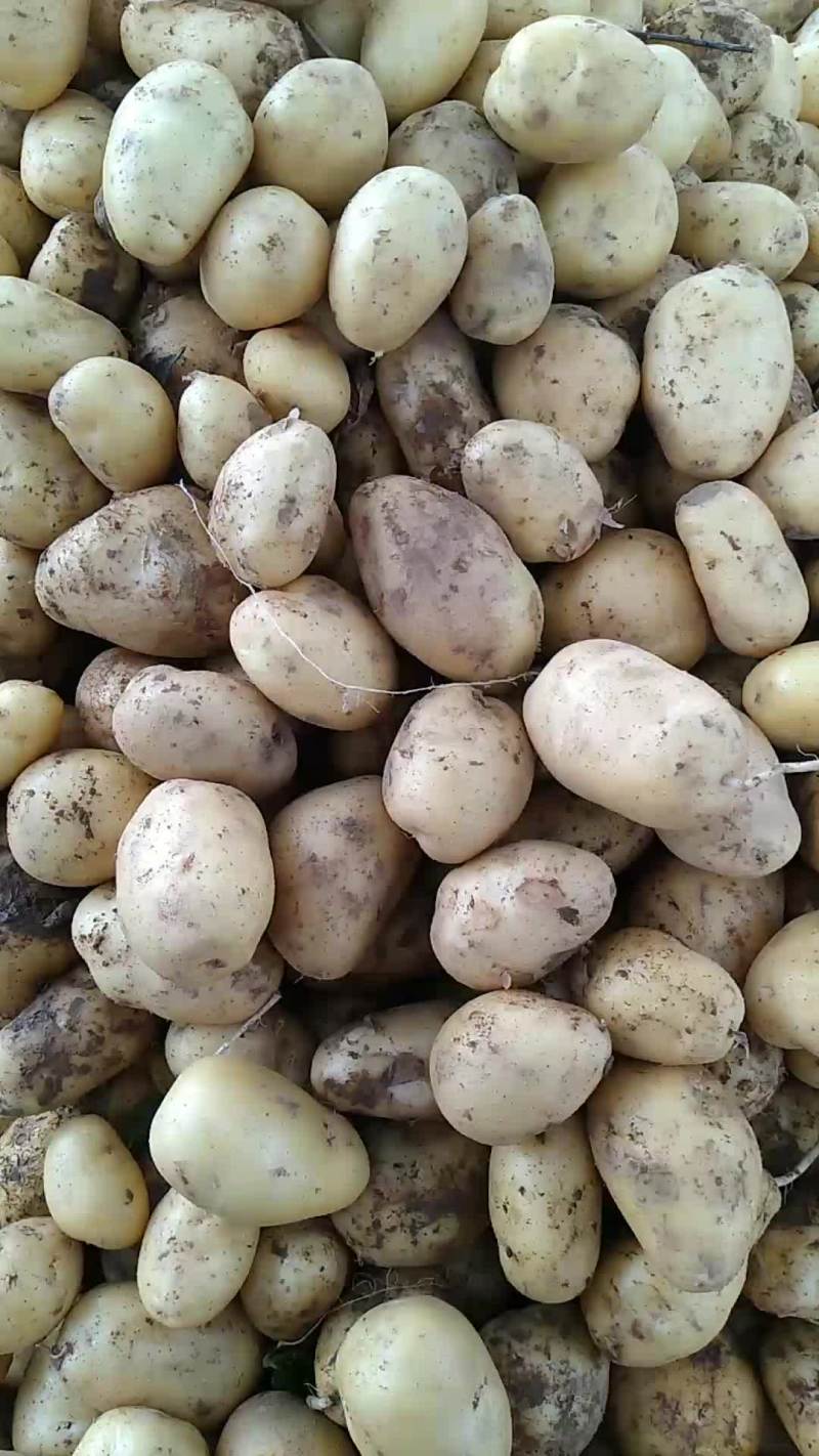 淀粉土豆