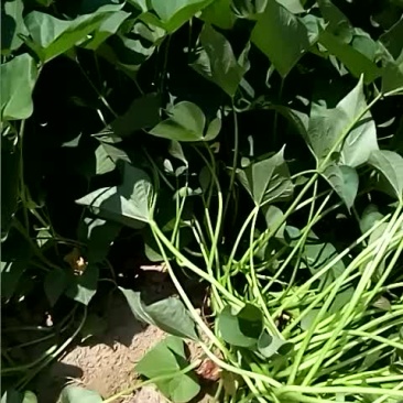 西瓜红大田薯苗