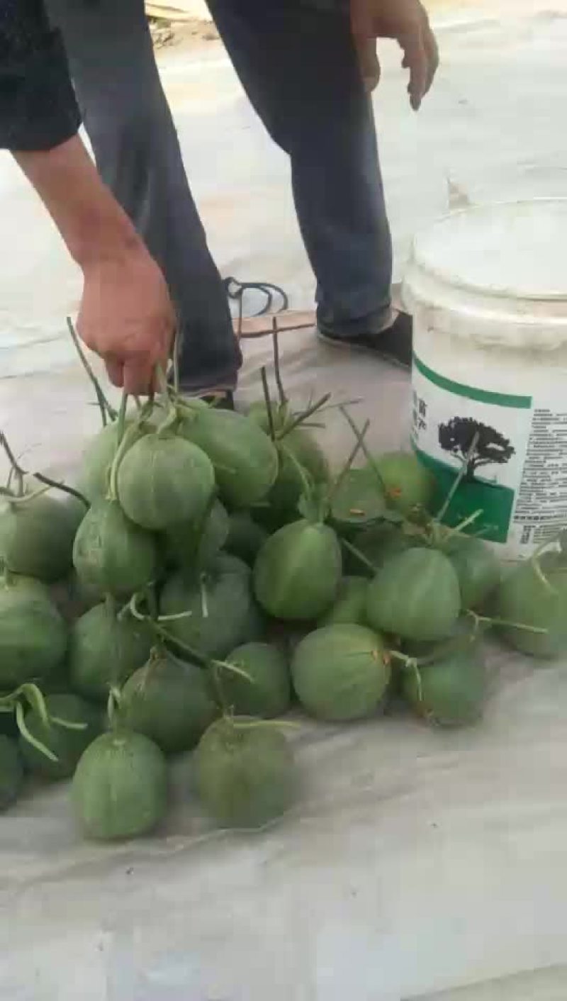 绿皮甜瓜