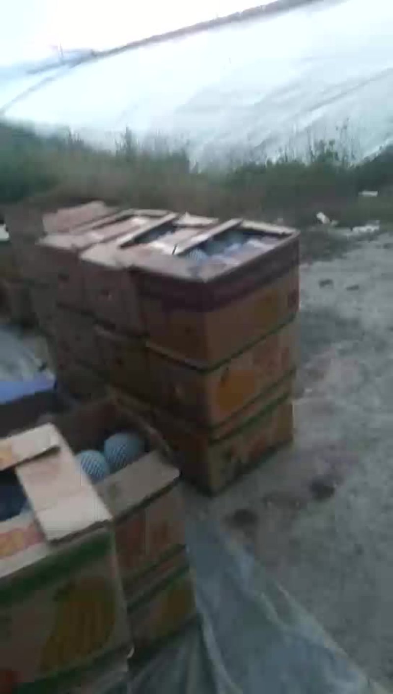 绿皮甜瓜