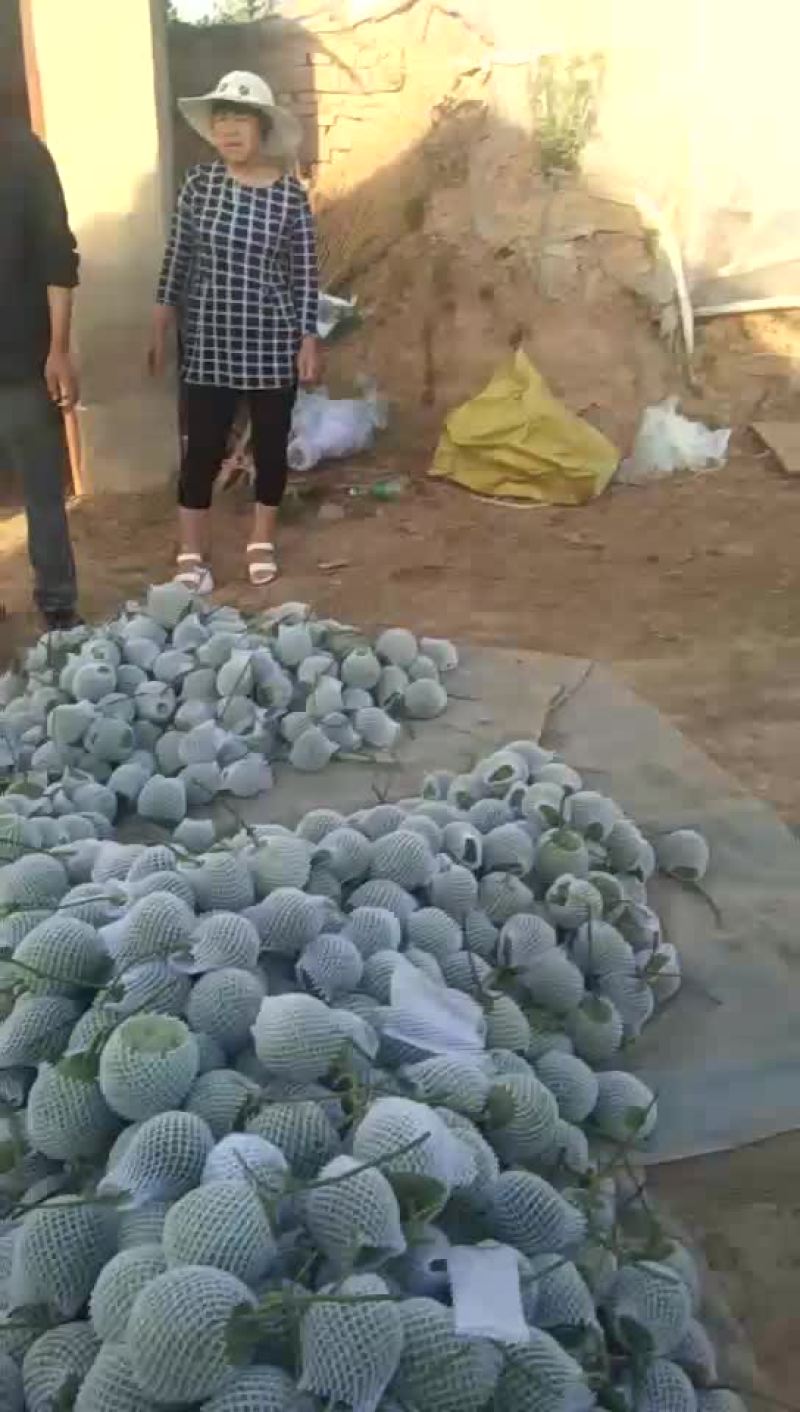 绿皮甜瓜