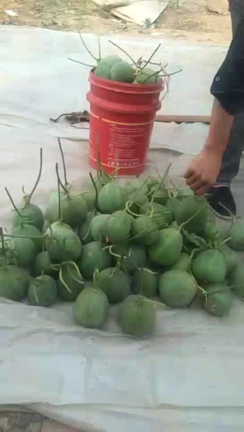 绿皮甜瓜