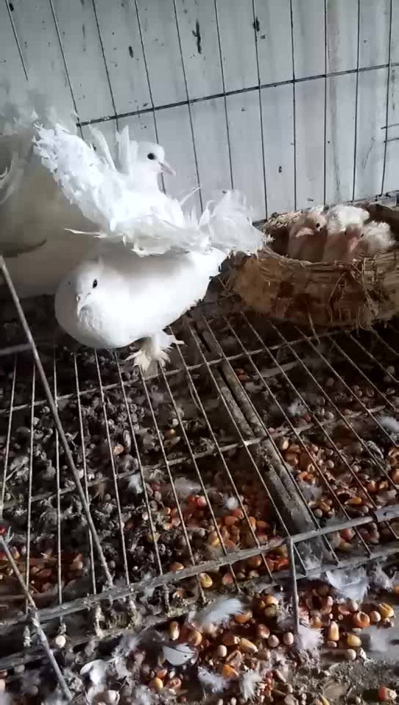 精品细花淑女鸽淑女鸽