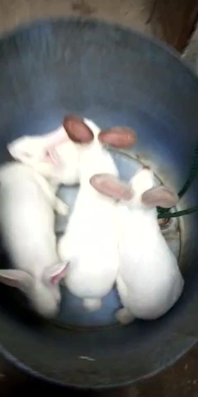 肉兔