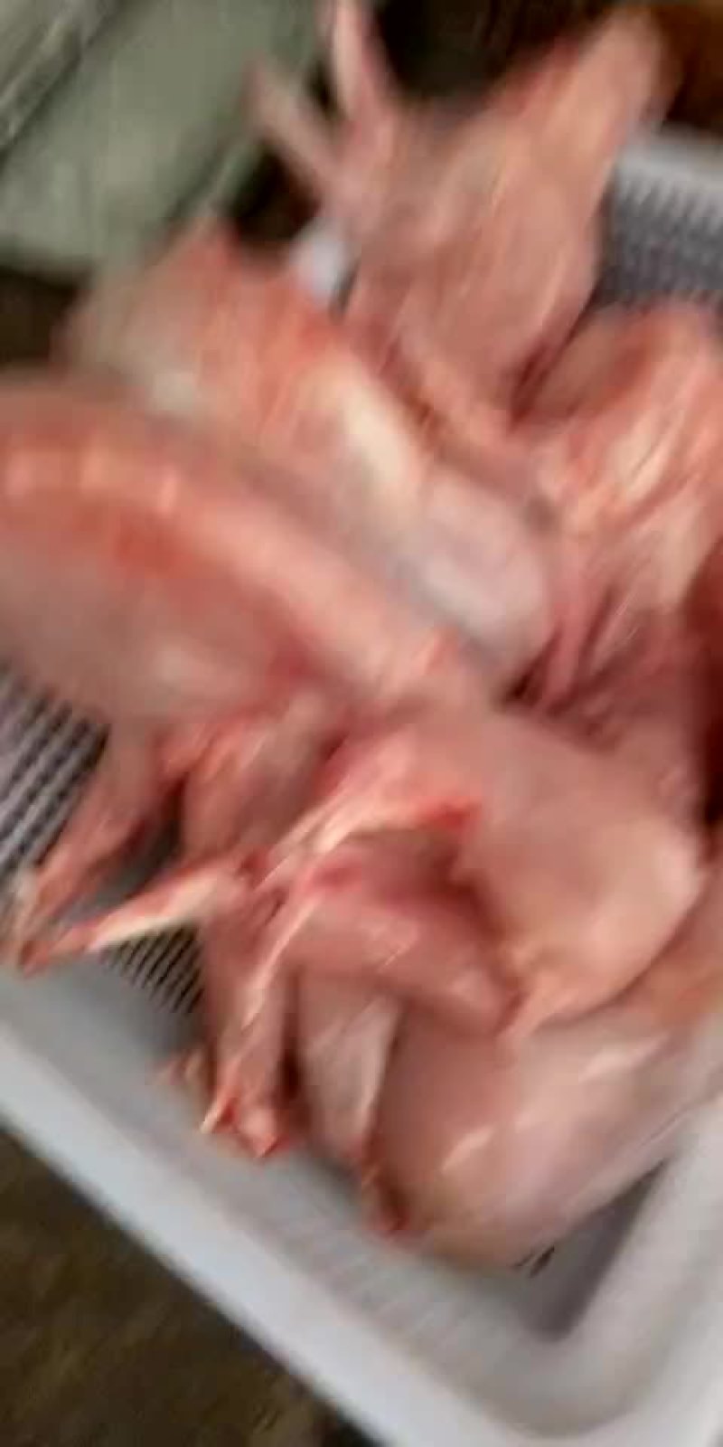 肉兔