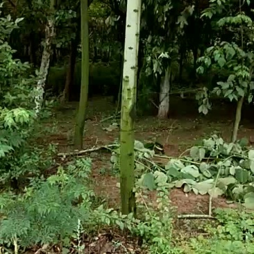 青桐