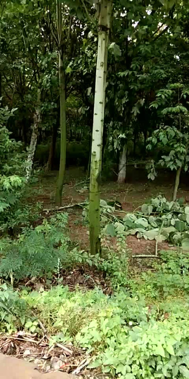 青桐
