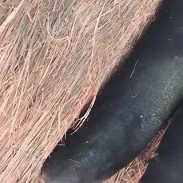 黑皮冬瓜25斤以上地冬瓜