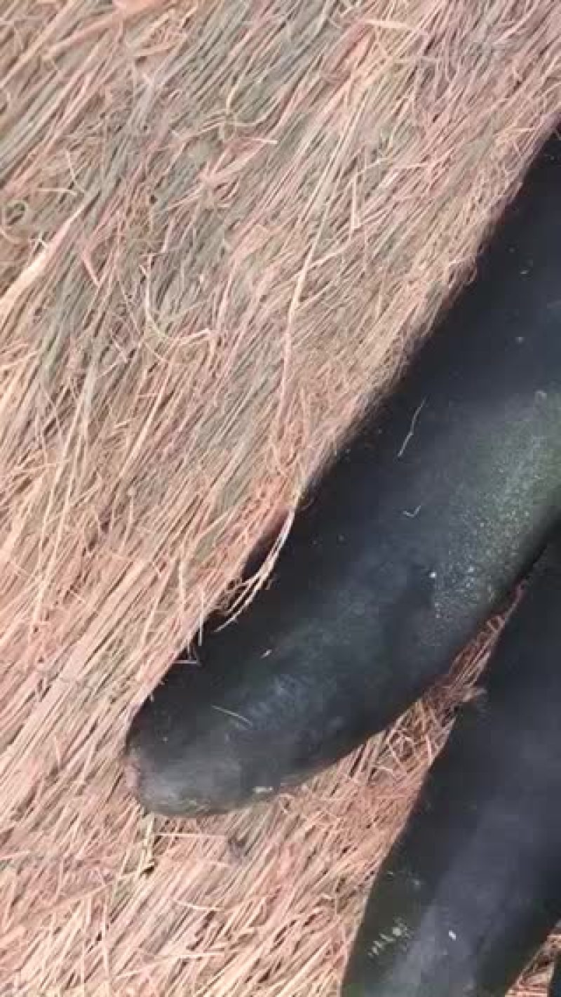 黑皮冬瓜25斤以上地冬瓜