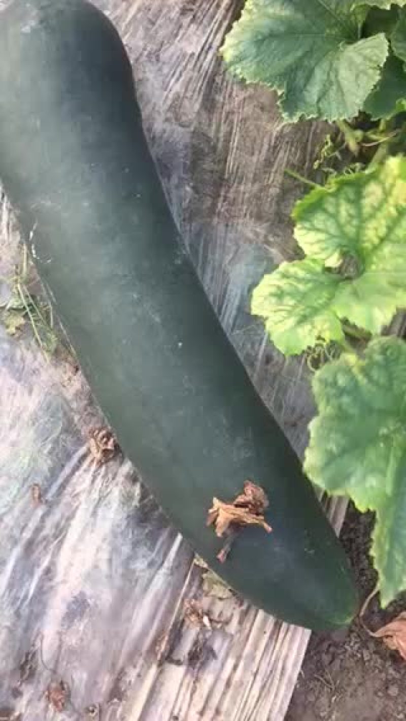 黑皮冬瓜25斤以上地冬瓜
