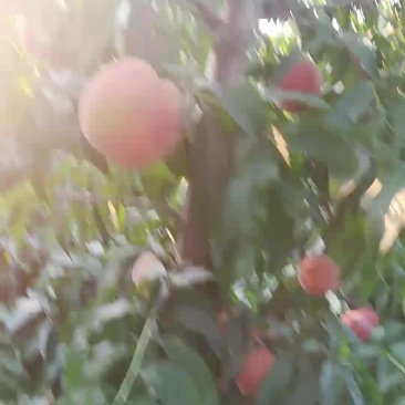突围桃