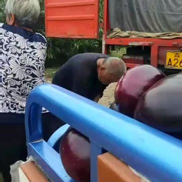 大红袍圆茄