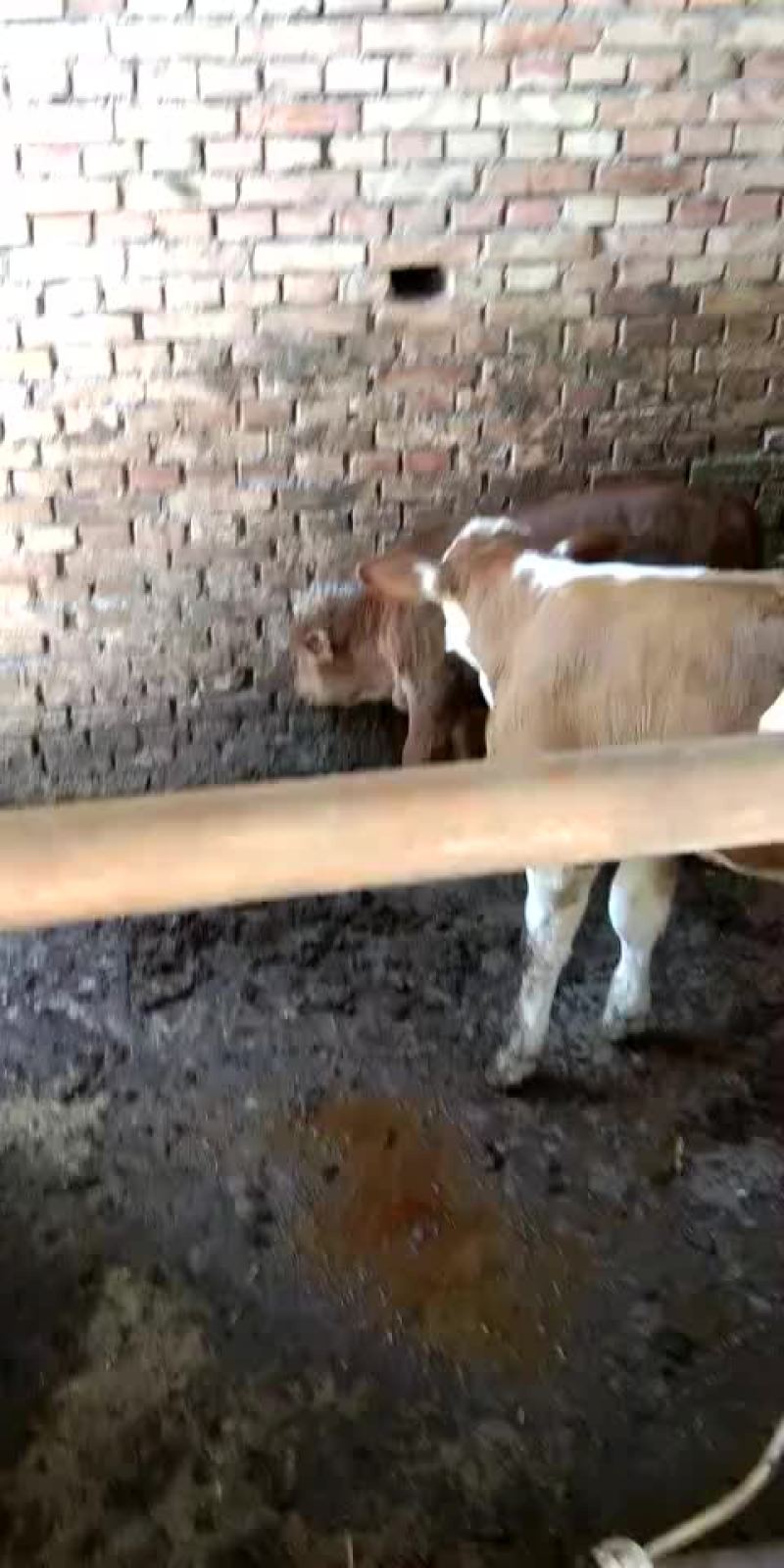 市场上出售各种牛土牛，西门搭二
