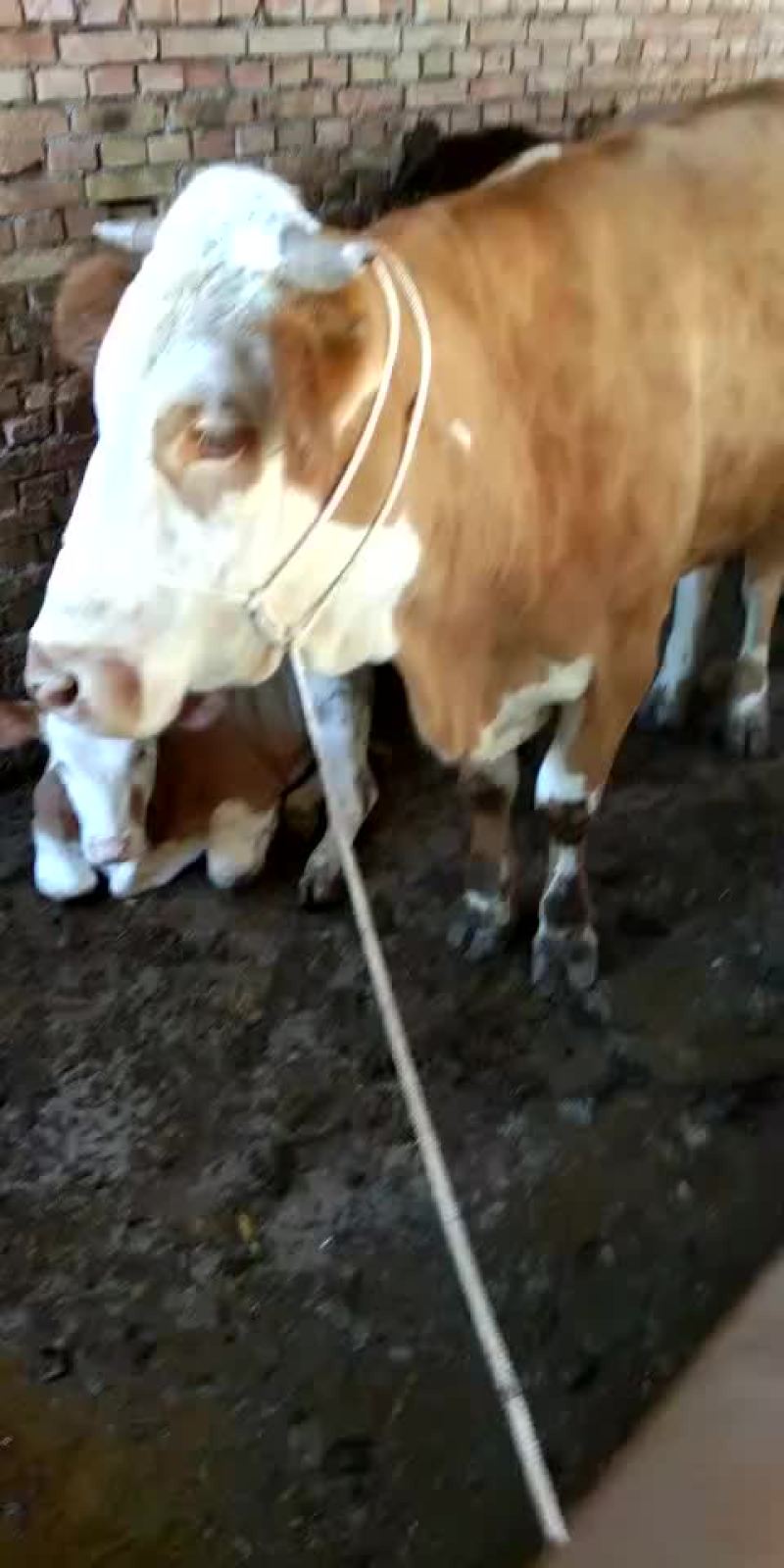 市场上出售各种牛土牛，西门搭二