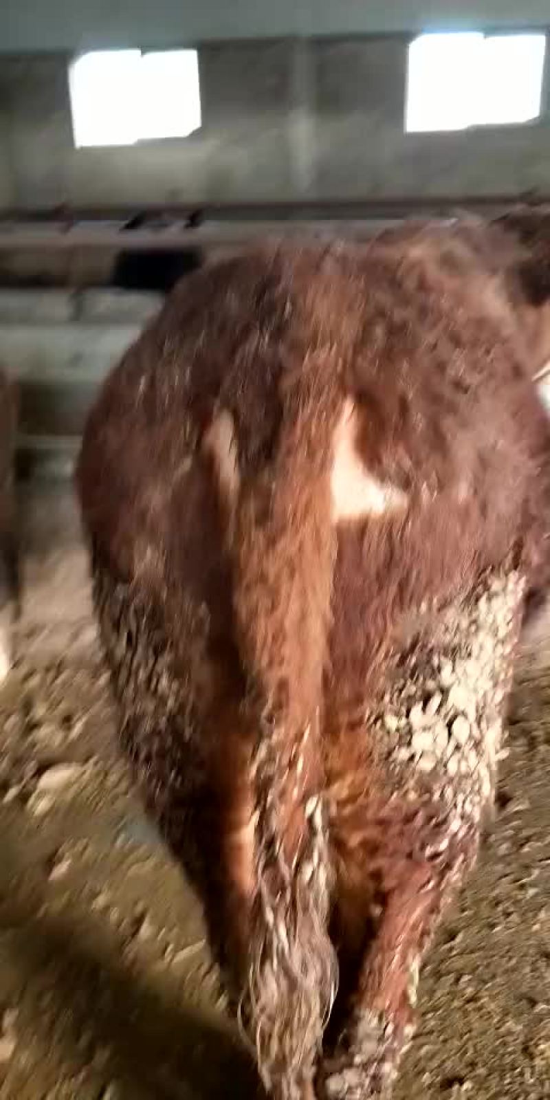市场上出售各种牛土牛，西门搭二
