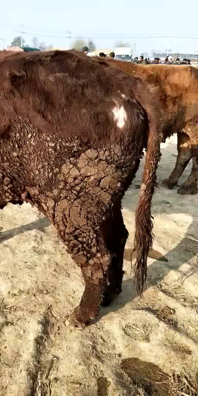 市场上出售各种牛土牛，西门搭二