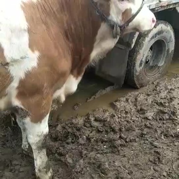 市场上出售各种牛土牛，西门搭二