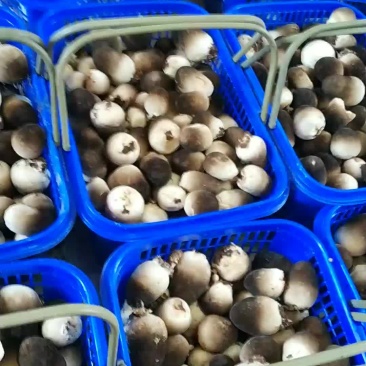 鲜草菇