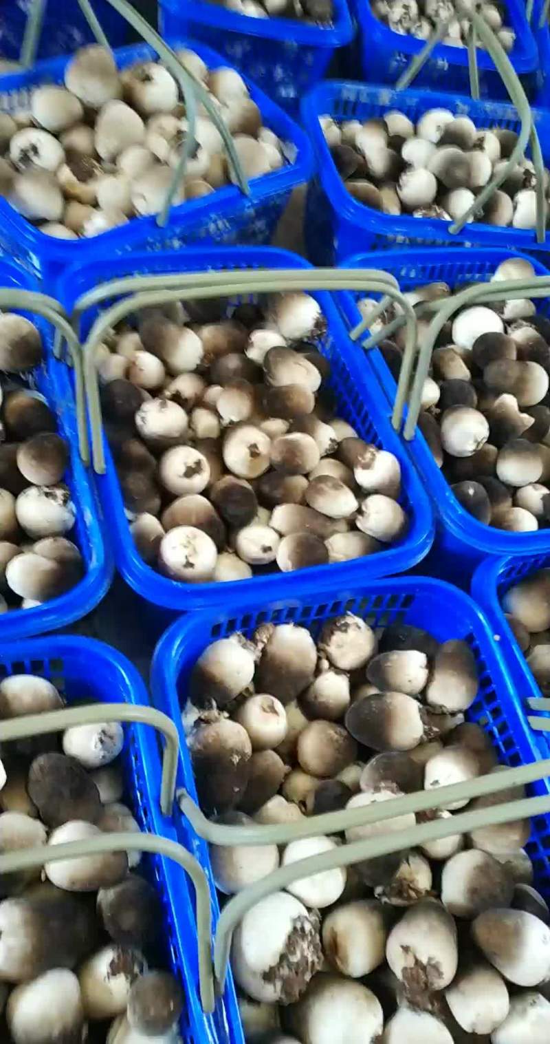 鲜草菇