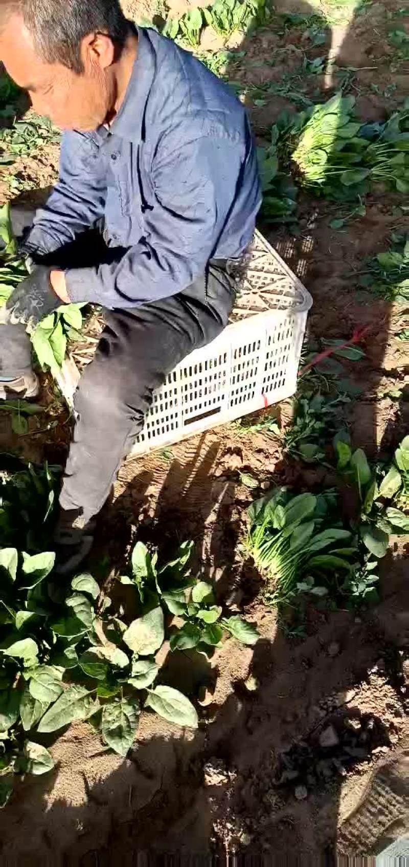 大叶菠菜