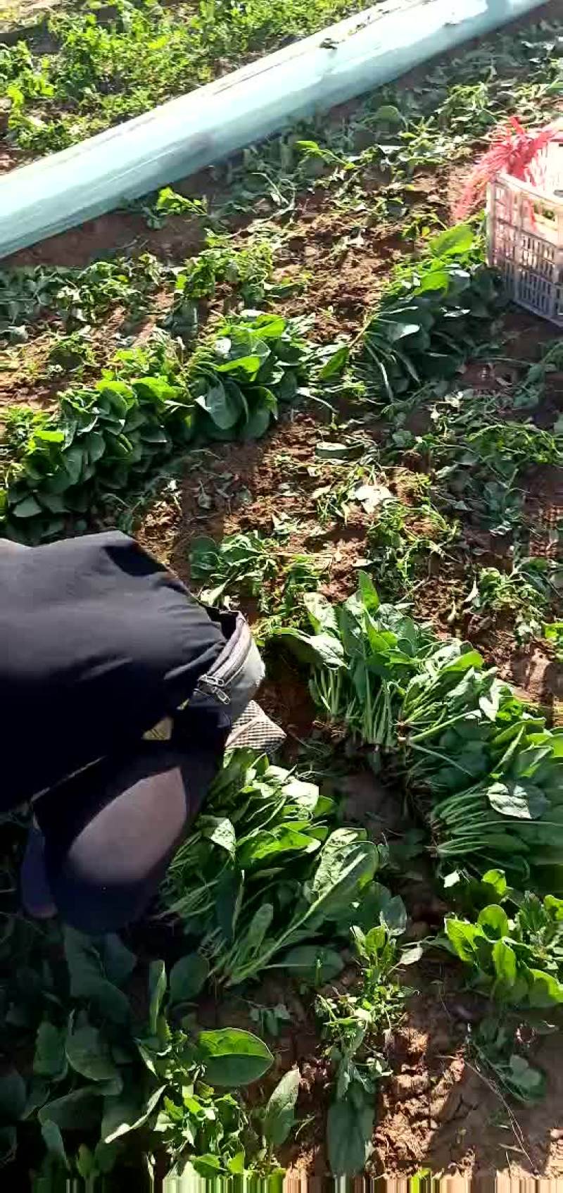 大叶菠菜