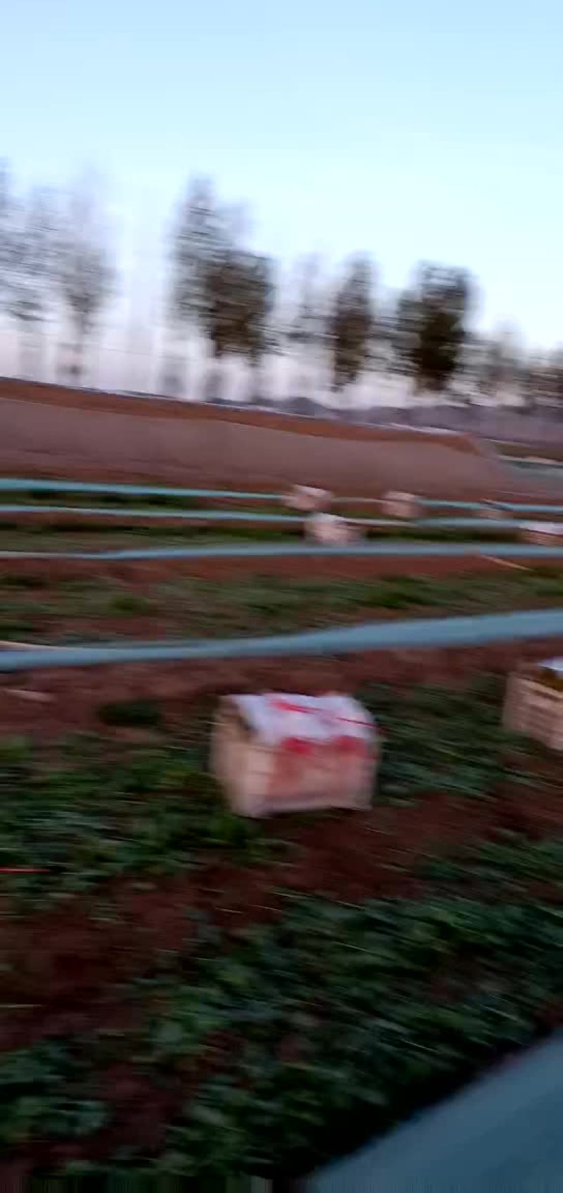 大叶菠菜
