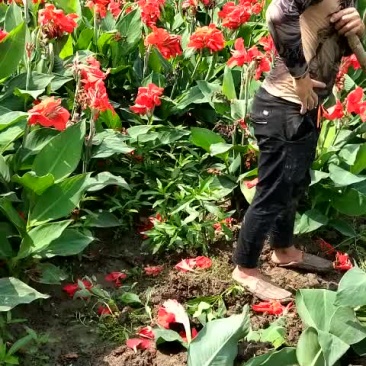 红花美人蕉
