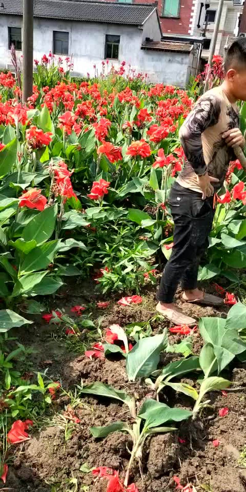 红花美人蕉