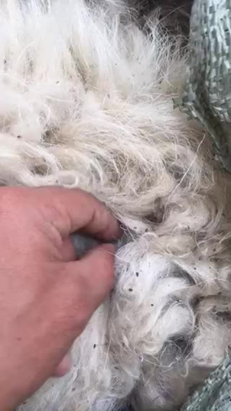 羊毛