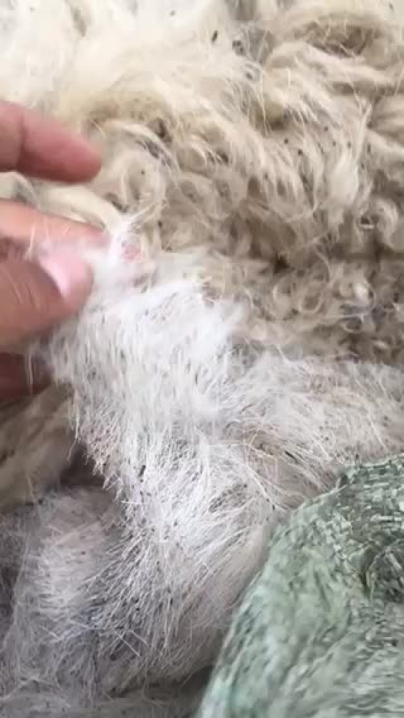 羊毛